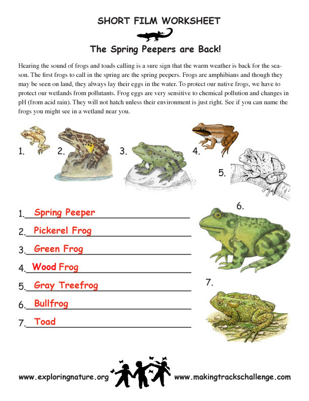 Spring Peepers and Other Cool Amphibians